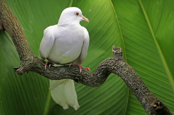 Une colombe à collier blanc était perchée sur une branche sèche d'arbre. Cet oiseau porte le nom scientifique de Streptopelia bitorquata. - Photo, image