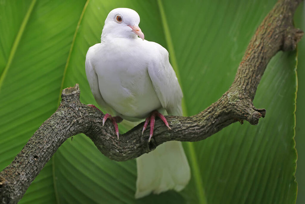 Ένα λευκό περιστέρι ήταν σκαρφαλωμένο σε ένα ξερό κλαδί δέντρου. Αυτό το πουλί έχει το επιστημονικό όνομα Streptopilia bitorquata. - Φωτογραφία, εικόνα