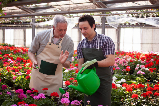 Senior teaching a less expert colleague how to water flowers in a greenhouse - Foto, imagen