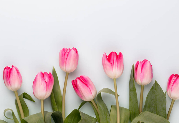 Pink tulip flowers on pastel background. - Foto, immagini