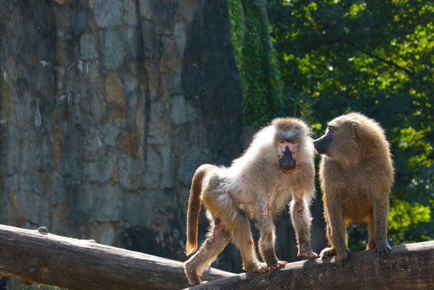 Зблизька дві мавпи в парку тварин. Baboons - рід приматів з родини мавп. Хвороба тварин. Вірус мавпи поширений по цілому світі. - Фото, зображення