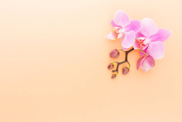 Pink orchid on the pastel background. Spa background. - Фото, зображення