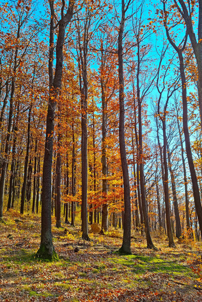 Яркий осенний лес в солнечный день. Фон природы - Фото, изображение