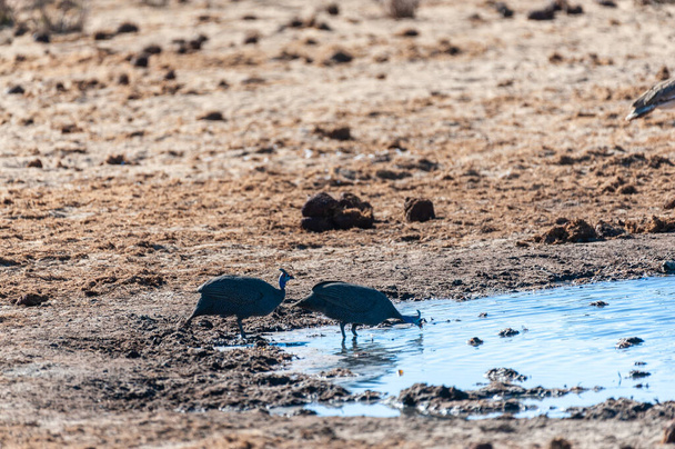 Dwa kask Guineafowl -Numida meleagris- fouraging pobliżu wodopoju w Parku Narodowym Etosha, Namibia. - Zdjęcie, obraz