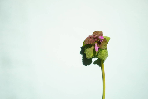 Lamium purpureum. Kétévenkénti lágyszárú növények. Vad lila virágok a halványkék asztalon. Fénymásolási hely. - Fotó, kép