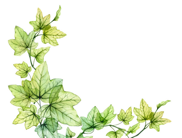 Watercolor background with transparent leaves. Banner with fresh English ivy plant and place for text. Corner composition. Grape tree foliage isolated on white.  - Photo, Image