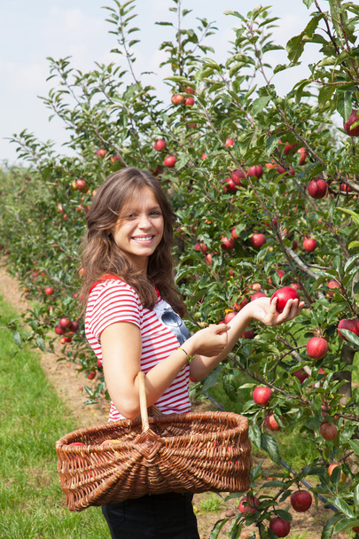 Woman in apple orchard - Фото, зображення