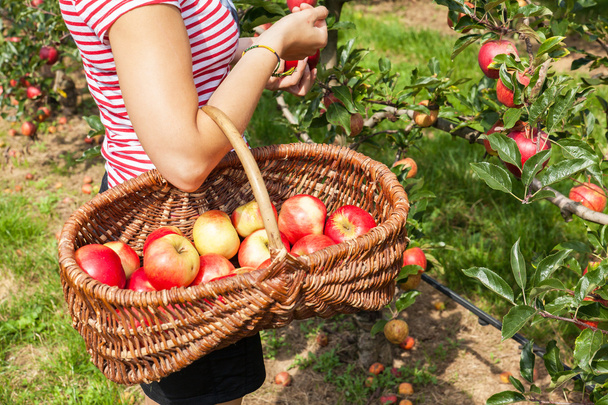 Woman in apple orchard - 写真・画像