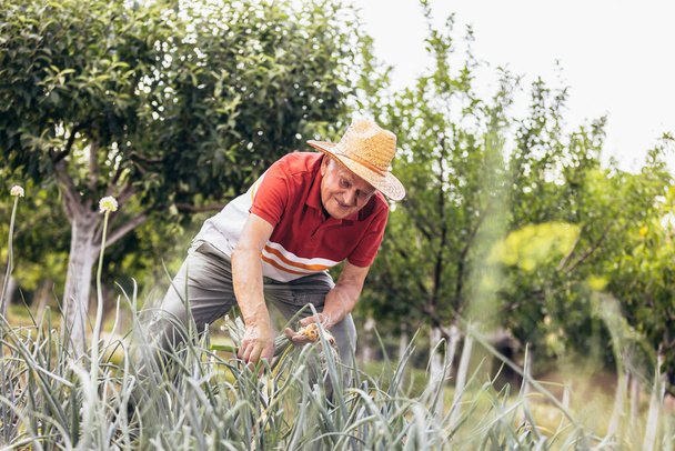 Hombre viejo de pelo gris recogiendo la cosecha de cebolla de huerta en la aldea - Foto, Imagen