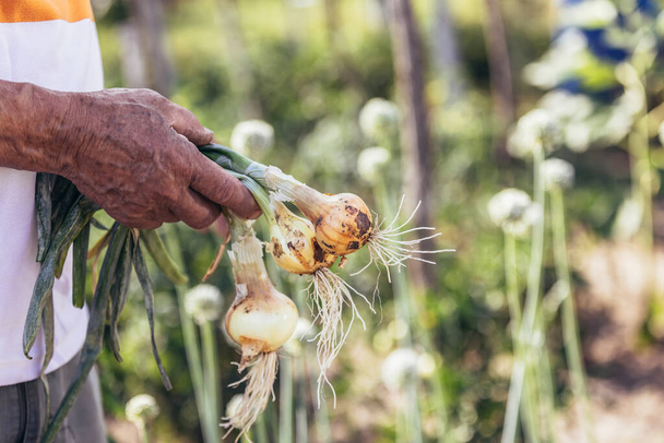 Senior man picking onion harvest from vegetable garden in village. Close up. - Zdjęcie, obraz