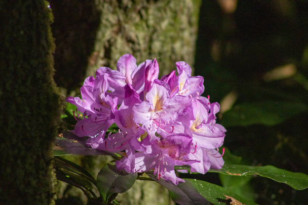 Sunlit purple rhododendron flower close up - Photo, Image