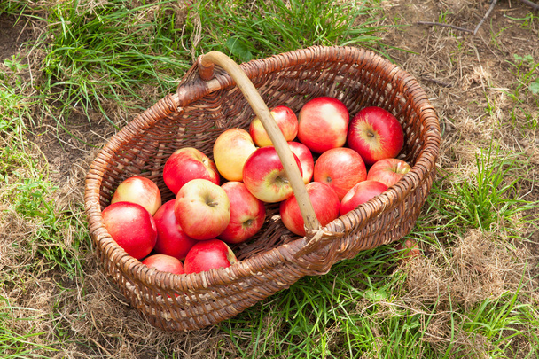 Apples in basket - Φωτογραφία, εικόνα