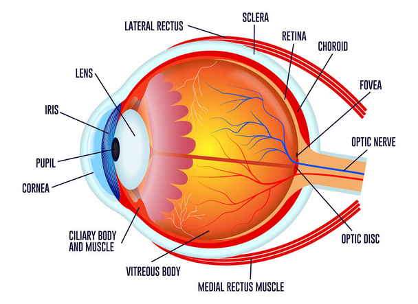 set of realistic human eyeball isolated or close up human eyeball retina with pupil and iris. eps vector - Vector, Image