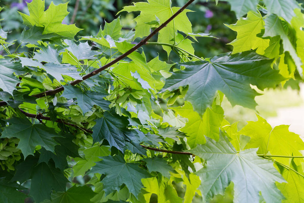 Branche de l'érable de Norvège avec des feuilles fraîches et des graines vertes non mûres à double ailes, dit samara - Photo, image