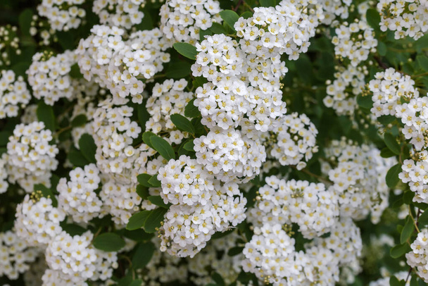Буш спирея с кластерами маленьких белых цветов и цветков в начале цветения, крупным планом в избирательном фокусе - Фото, изображение