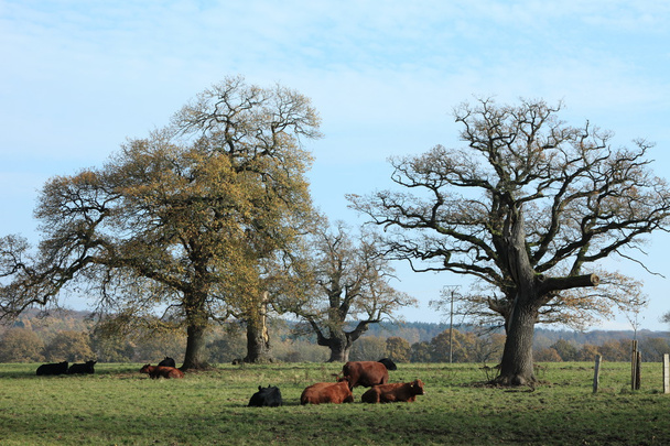 mandria di bovini nella foresta di Reinhard
 - Foto, immagini