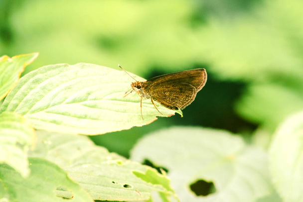 Hesperiinae butterflies rely on sunlight on leaves - Photo, Image
