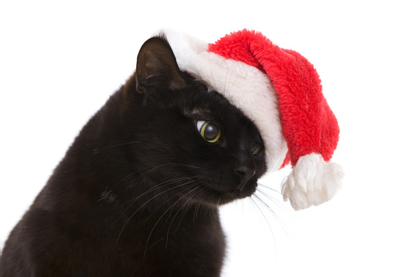 Black Cat Santa - cute christmas cat, Christmas pet with Santa C - Foto, Imagem