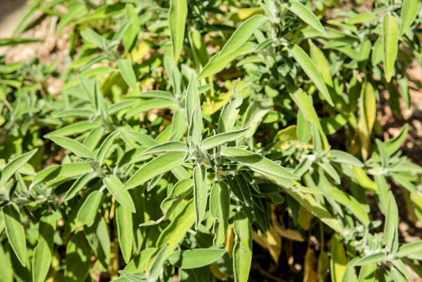 Φρέσκα και όμορφα φύλλα salvia officinalis υφή - Φωτογραφία, εικόνα