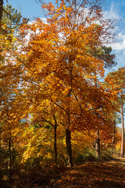 Sao Lourenco Bosque de haya, hojas de sendero caen en el paisaje del suelo en el fondo otoñal en noviembre, Manteigas, Serra da Estrela, Portugal. - Foto, imagen