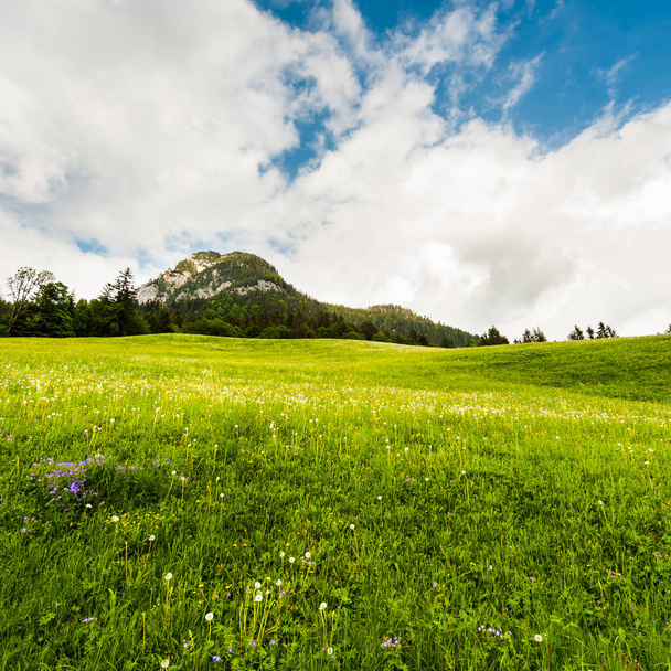 Österreichische Landschaft mit Wäldern, Feldern, Weiden und Wiesen im Hintergrund des grünen Hügels. - Foto, Bild