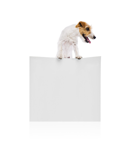 Terrier dog with blank advertisement - Foto, Bild
