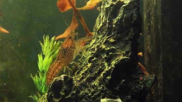 Lebende Krebse bewegen sich unter Wasser - Filmmaterial, Video
