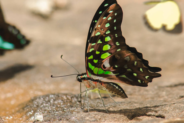The Tailed Green Jay Butterfly Butterfly tiene alas negras. y tiene manchas verdes y blancas por todas las alas - Foto, Imagen