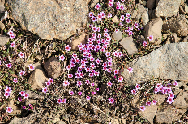 Saxifraga à fleurs violettes poussant entre les roches et le gravier dans les montagnes en Islande - Photo, image