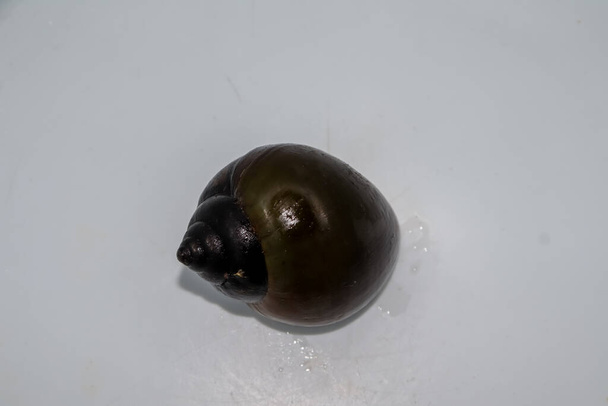 Pila scutata negra se encuentra en Asia y vive en agua dulce - Foto, Imagen