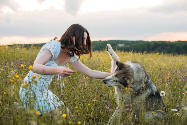 young cheerful woman in field with siberian husky dog - Foto, Imagem