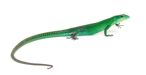 Green keel-bellied lizard, Gastropholis prasina, isolated on white - Foto, Imagem