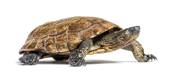 Walking Spanish pond turtle, Mauremys leprosa - Photo, Image