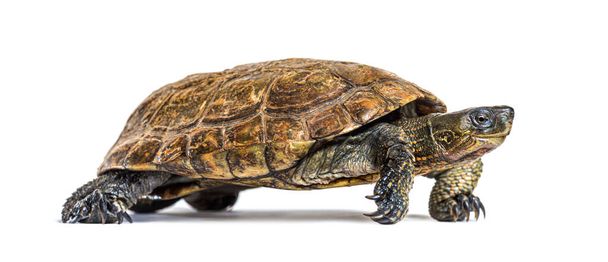 Walking Spanish pond turtle, Mauremys leprosa - Photo, Image