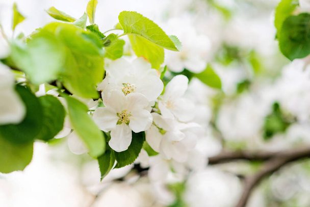 花の背景。春にリンゴの花。柔らかい選択的フォーカス. - 写真・画像