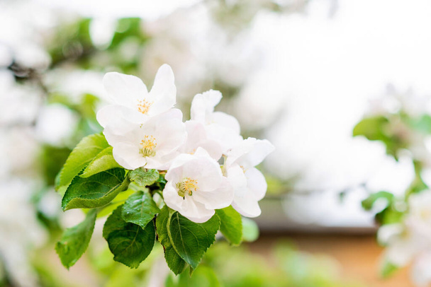 花の背景。春には美しいリンゴの花が木に咲く。柔らかい選択的フォーカス. - 写真・画像