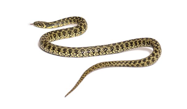 Serpiente de agua viperina arrastrándose, Natrix maura, serpiente no venenosa y semiacuática, aislada en blanco - Foto, Imagen