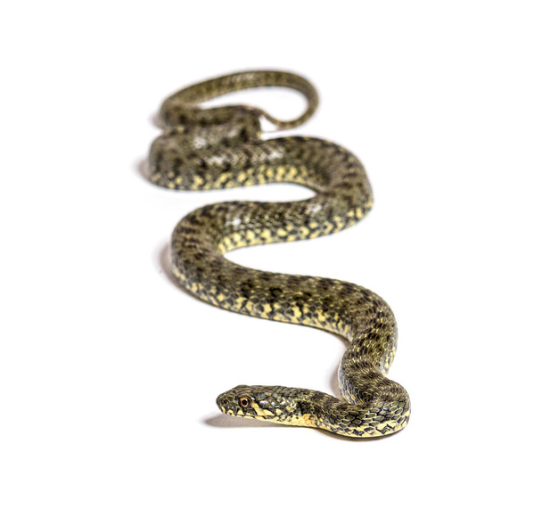 Serpiente de agua viperina, Natrix maura, serpiente no venenosa y semiacuática, aislada sobre blanco - Foto, Imagen