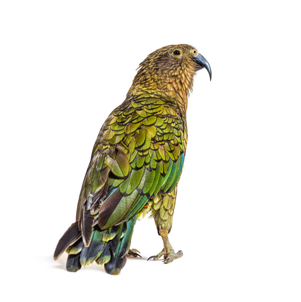 Погляд на папугу Кеа, Nestor notabilis, або альпійського папугу, що стоїть перед білим фоном. - Фото, зображення