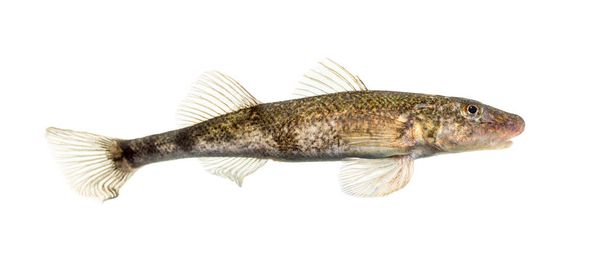 Vista lateral Ródano streber, zingel asper, peces de agua dulce, aislado en blanco - Foto, Imagen