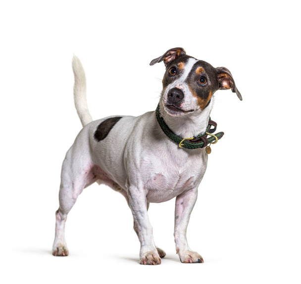Tricolor jack russel terrier dog, standing and looking away, isolated on white - Photo, Image