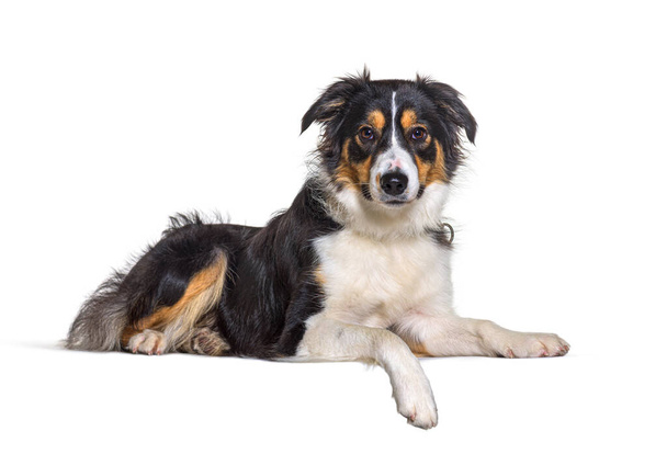 Border Collie Hund legt sich hin und trägt ein Halsband, an dem eine Pfote hängt - Foto, Bild