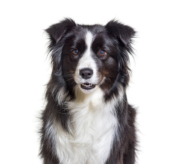 Border collie dog, isolato su bianco - Foto, immagini