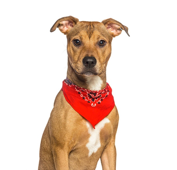 Retrato de American Staffordshire terrier con una bufanda de perro, aislado en blanco - Foto, Imagen