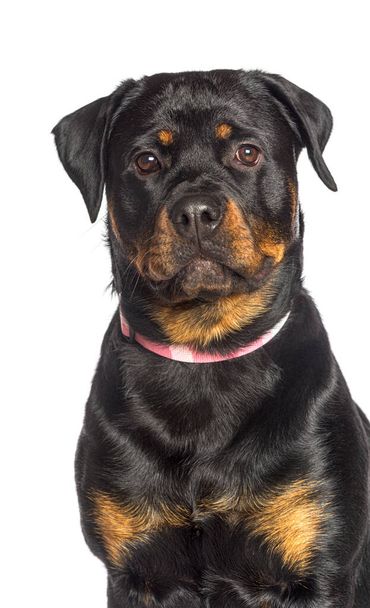 Portrait Rottweiler portant un collier rose pour chien, isolé sur blanc - Photo, image