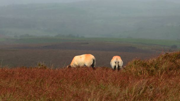 paisagem de outono rural, rebanho de ovelhas pintado em um belo prado de montanha, alimentação animal saudável em um ambiente rural exuberante, terreno pantanoso, paisagem tradicional irlandesa - Foto, Imagem