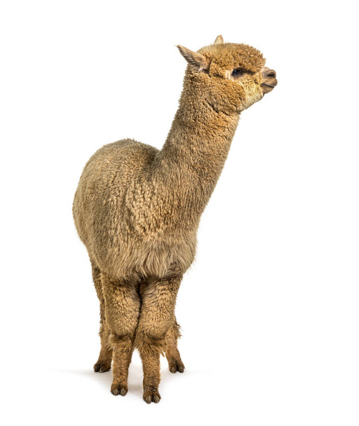 Середній Fawn alpaca - Lama pacos - Фото, зображення