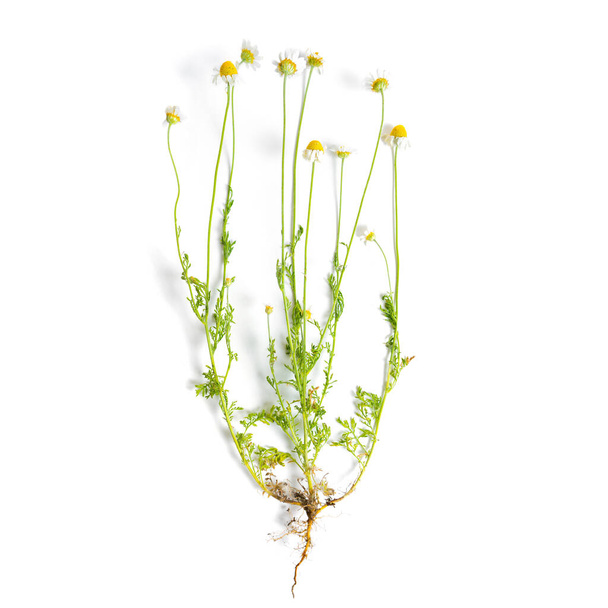 Bunch of daisies with a root system isolated on white background. - Foto, immagini