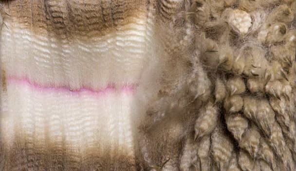 Крупним планом поширюється альпака шерсть або волокно - Лама пахос
 - Фото, зображення