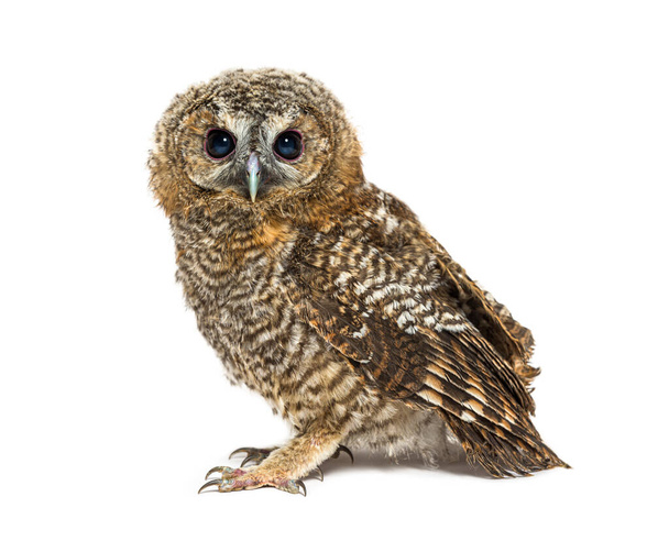One month old Tawny Owl, Strix aluco, isolated - Photo, image